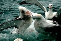 Giant Albatros Fighting by Jayne Dennis 